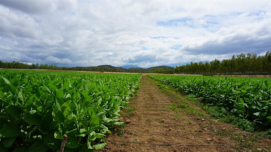 Rows of tobacco plants stretching toward the mountains